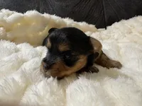 Brad Pitt , a male Yorkshire Terrier for sale in San Antonio, TX – Photo 4 of 7