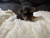 Brad Pitt , a male Yorkshire Terrier for sale in San Antonio, TX – Photo 6 of 7