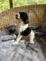Stormy , a male Poodle - Miniature  for sale in Malvern, AR – 4 of 5