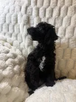 Jupiter , a male Poodle - Miniature  for sale in San Antonio, TX – 9 of 10