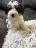 Bay , a male Yorkipoo for sale in San Antonio, TX – 2 of 7