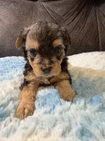 Pancakes , a male Yorkipoo for sale in San Antonio, TX – Photo 2 of 8