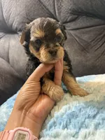 Pancakes , a male Yorkipoo for sale in San Antonio, TX – Photo 3 of 8