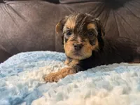 Pancakes , a male Yorkipoo for sale in San Antonio, TX – Photo 6 of 8