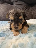 Pancakes , a male Yorkipoo for sale in San Antonio, TX – Photo 1 of 8