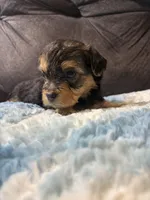 Pancakes , a male Yorkipoo for sale in San Antonio, TX – Photo 7 of 8