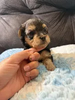 Pancakes , a male Yorkipoo for sale in San Antonio, TX – Photo 5 of 8