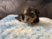 Pancakes , a male Yorkipoo for sale in San Antonio, TX – Photo 8 of 8