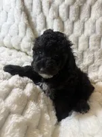 Venus , a female Poodle - Miniature  for sale in San Antonio, TX – 4 of 6