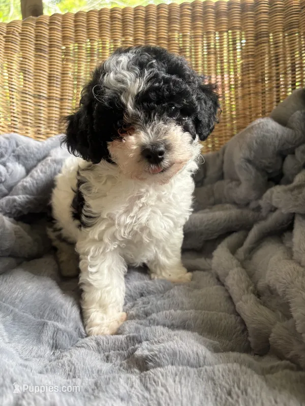 Sunny  – Poodle - Miniature  puppy for sale in Malvern, AR