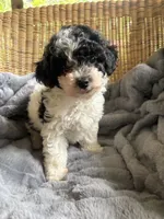 Sunny , a female Poodle - Miniature  for sale in Malvern, AR – 1 of 8