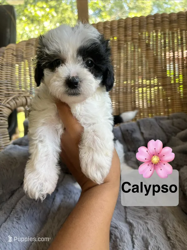 Calypso  – Maltipoo puppy for sale in Malvern, AR