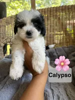 Calypso , a female Maltipoo for sale in Malvern, AR – 1 of 5