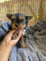 Watson, a male Yorkshire Terrier for sale in Malvern, AR – 2 of 5