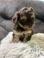 Sandy , a female Yorkipoo for sale in San Antonio, TX – 2 of 8