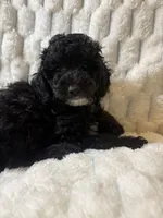 Venus , a female Poodle - Miniature  for sale in San Antonio, TX – 5 of 6