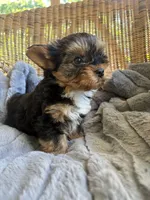 Watson, a male Yorkshire Terrier for sale in Malvern, AR – 4 of 5