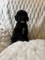 Jupiter , a male Poodle - Miniature  for sale in San Antonio, TX – 10 of 10