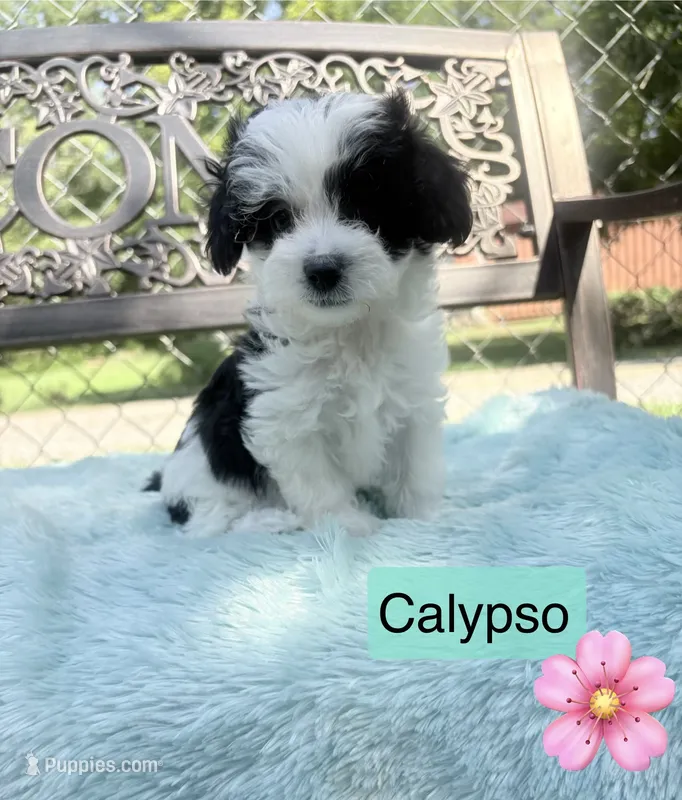 Calypso  – Maltipoo puppy for sale in Malvern, AR