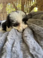 Calypso , a female Maltipoo for sale in Malvern, AR – 4 of 5