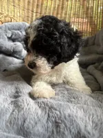 Sunny , a female Poodle - Miniature  for sale in Malvern, AR – 7 of 8
