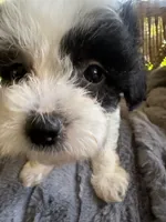 Calypso , a female Maltipoo for sale in Malvern, AR – 2 of 5