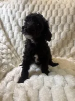 Jupiter , a male Poodle - Miniature  for sale in San Antonio, TX – 7 of 10