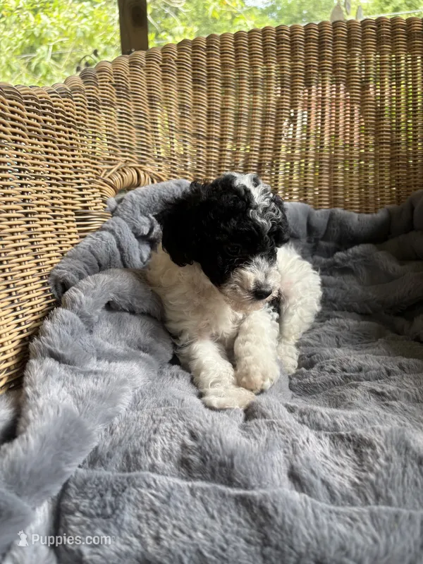 Stormy  – Poodle - Miniature  puppy for sale in Malvern, AR
