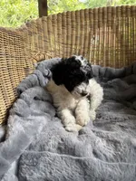 Stormy , a male Poodle - Miniature  for sale in Malvern, AR – 1 of 5