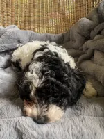 Sunny , a female Poodle - Miniature  for sale in Malvern, AR – 6 of 8