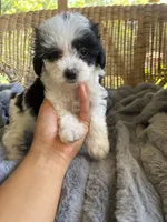 Calypso , a female Maltipoo for sale in Malvern, AR – 3 of 5