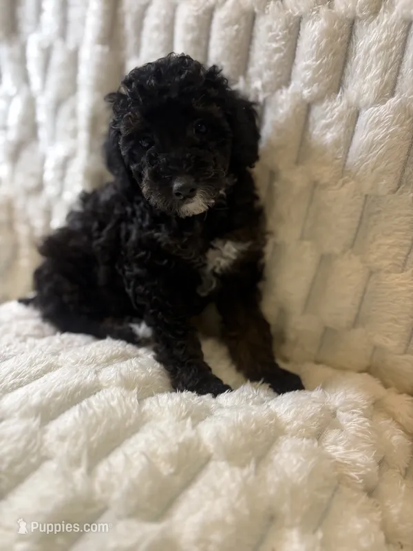 Saturn  – Poodle - Miniature  puppy for sale in San Antonio, TX