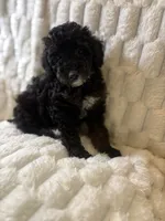 Saturn , a male Poodle - Miniature  for sale in San Antonio, TX – 1 of 8