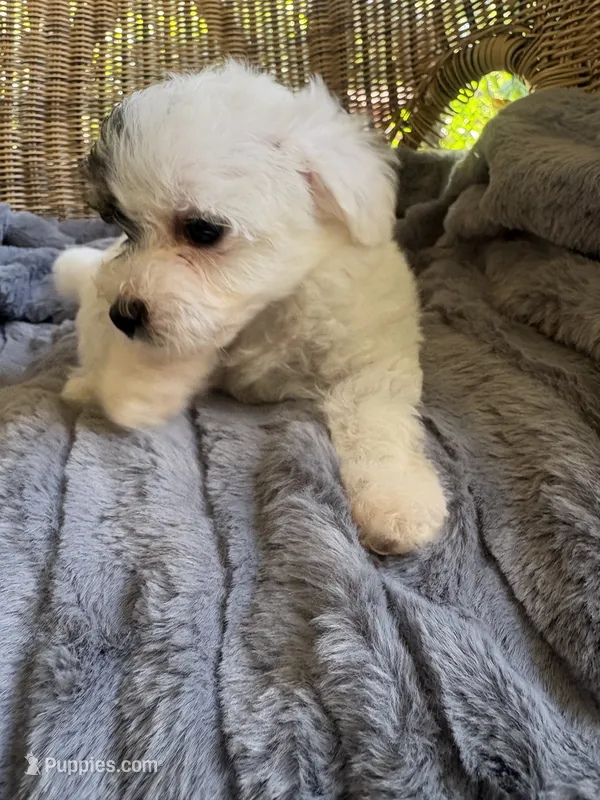 Treasure  – Maltipoo puppy for sale in Malvern, AR