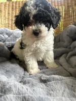 Sunny , a female Poodle - Miniature  for sale in Malvern, AR – 4 of 8