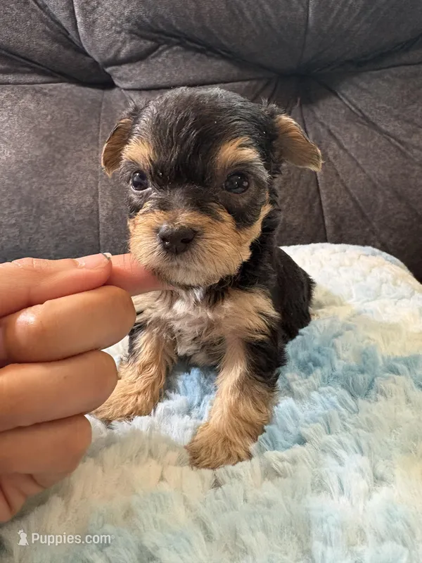 Muffin  – Yorkipoo puppy on hold in San Antonio, TX
