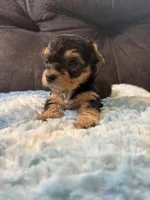 Muffin , a female Yorkipoo for sale in San Antonio, TX – Photo 8 of 8