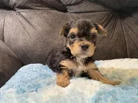 Muffin , a female Yorkipoo for sale in San Antonio, TX – Photo 5 of 8