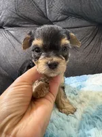 Muffin , a female Yorkipoo for sale in San Antonio, TX – Photo 2 of 8