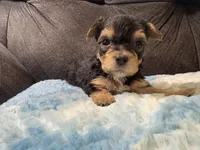 Muffin , a female Yorkipoo for sale in San Antonio, TX – Photo 3 of 8