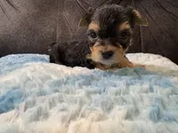 Muffin , a female Yorkipoo for sale in San Antonio, TX – Photo 4 of 8