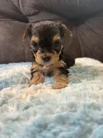 Muffin , a female Yorkipoo for sale in San Antonio, TX – Photo 7 of 8