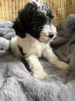 Stormy , a male Poodle - Miniature  for sale in Malvern, AR – 3 of 5