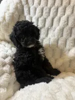 Venus , a female Poodle - Miniature  for sale in San Antonio, TX – 6 of 6