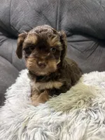 Sandy , a female Yorkipoo for sale in San Antonio, TX – 4 of 8