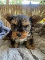 Watson, a male Yorkshire Terrier for sale in Malvern, AR – 1 of 5