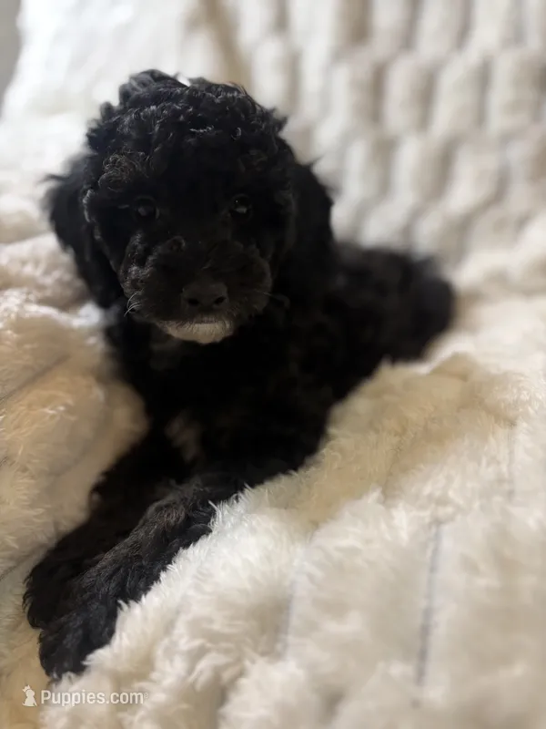 Venus  – Poodle - Miniature  puppy for sale in San Antonio, TX