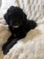 Venus , a female Poodle - Miniature  for sale in San Antonio, TX – 1 of 6
