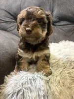 Sandy , a female Yorkipoo for sale in San Antonio, TX – 3 of 8