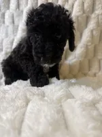 Jupiter , a male Poodle - Miniature  for sale in San Antonio, TX – 8 of 10